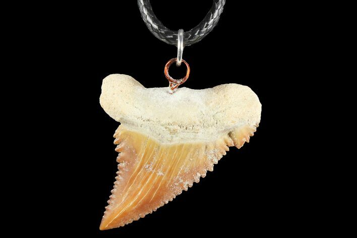 Fossil Shark (Palaeocarcharodon) Tooth Necklace -Morocco #110241